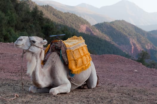 Marrakech - Morocco : Resting Camel Waiting For Tourists In The Atlas Mountains