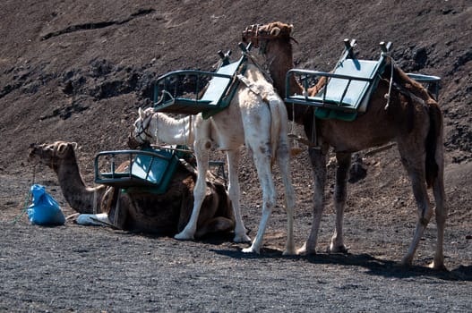 Camels waiting in the Timanfaya National Park in Lanzarote - Canary Islands, Spain
