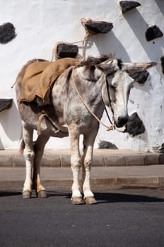 Spanish Donkey waiting in front of whitewashed building on Lanzarote, Canary Islands, Spain