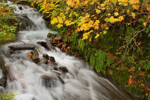 Fall Colors at Wahkeena Falls Waterfall in Columbia River Gorge