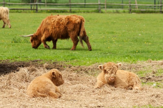 Scottish Highland cattle on pasture with calves