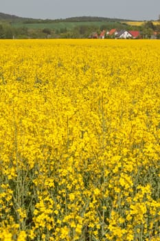Rapeseed field near Thale