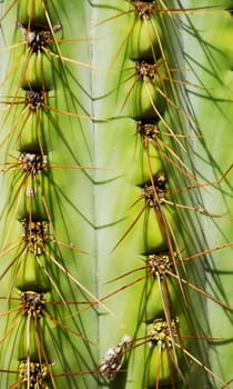 cacti