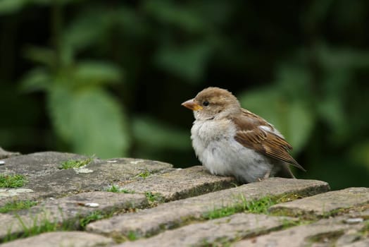 Spatz II