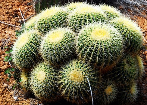 prickly