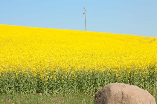 Rapeseed field near Thale