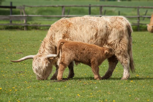 Scottish Highland cattle on pasture with calves