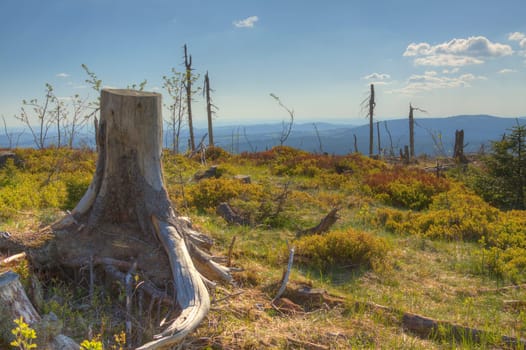 High plateau on the Wurmberg with dead trees