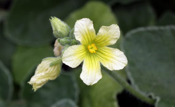 Cucumber [Ecballium elaterium]