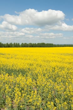 Rapeseed field near Magdeburg