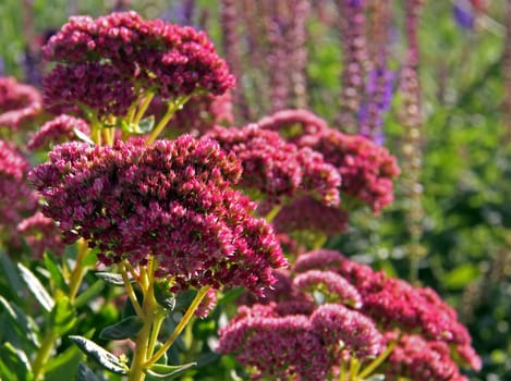 Sedum telephium Autumn Joy