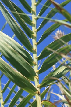 palm tree