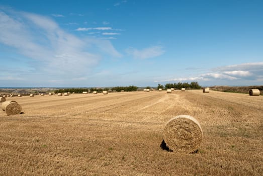 bales of hay in Newquay in Cornwall