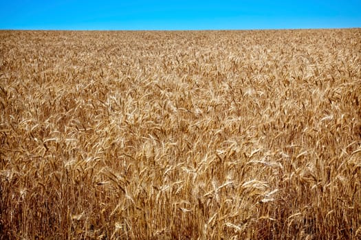 Ripe Wheat Field Ready for Harvest Blue Skies Palouse Washington State Pacific Northwest