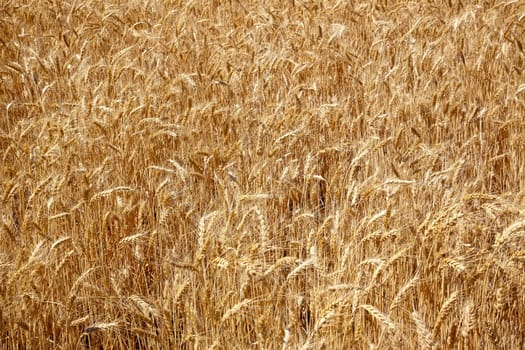 Ripe Wheat Field Ready for Harvest Palouse Washington State Pacific Northwest