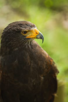 Harris hawk or Parabuteo uninctus in side angle view