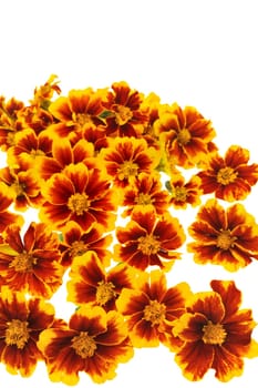 Marigold flower heads over white background