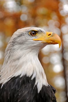 White-tailed eagle