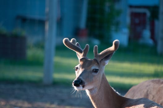 young buck in Velvet.  Backlight