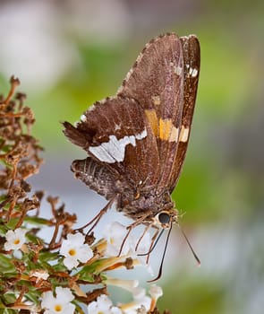 A silver-spotted skipper butterfly on a flower in a garden. The butterfly is sucking nectar from a flower.