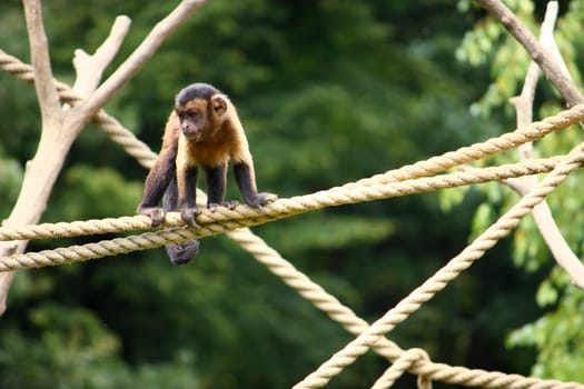 Small brown Capuchin monkey on the ropes