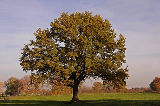 Oak tree in autumn