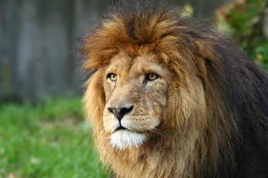 LionPortrait