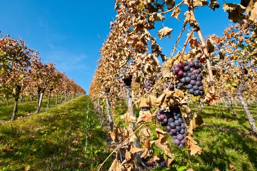 Red grapes in the vineyard in Germany