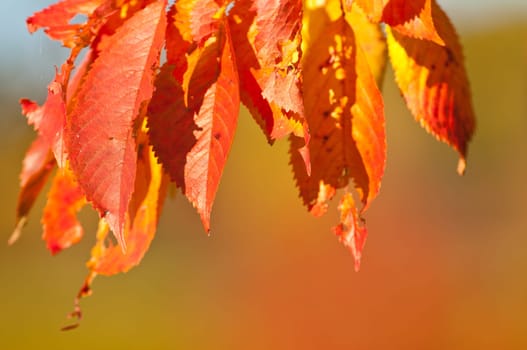 Red foliage from a cherry tree in autumn
