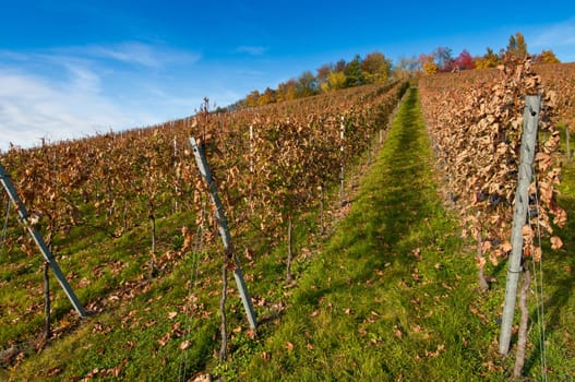 German vineyard with vines and autumn leaves