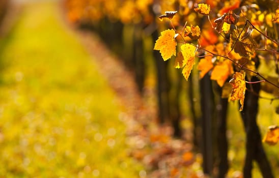 Vine leaves in autumn in a vineyard in Germany