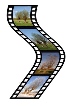 Willow Trees Film Strip