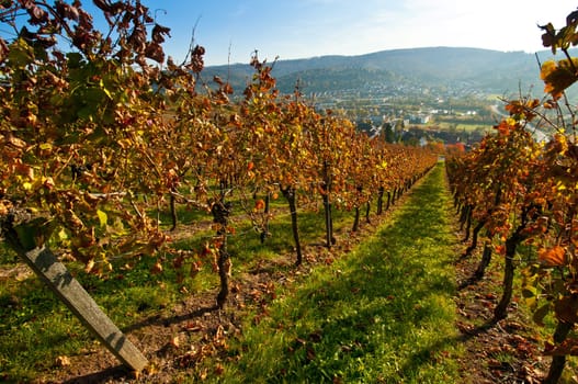 A vineyard with a view of the valley