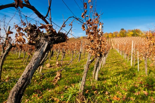 Old vine in a vineyard in Württemberg