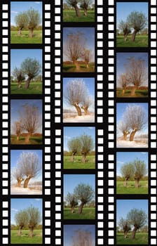 Weiden Filmstrip
