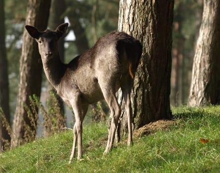 Roe deer