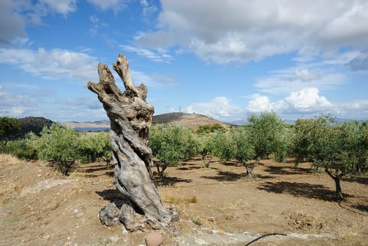 olive grove