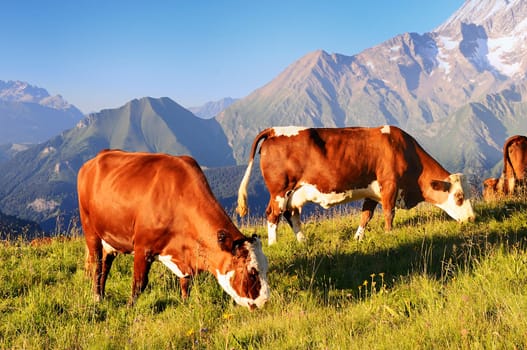 Cow, farm animal in the french alps, Abondance race cow, savy, beaufort sur Doron
