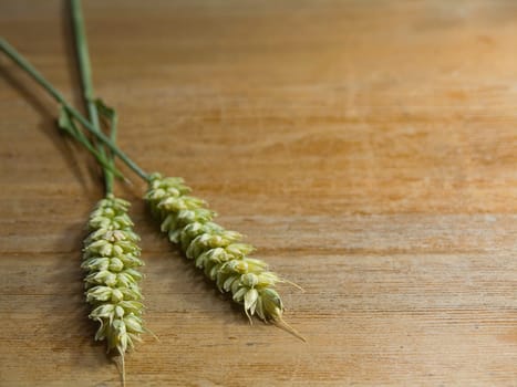 close-up of fresh green ears on the table