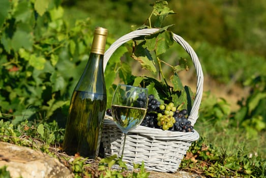 glass and bottle of wine and grappes in basket