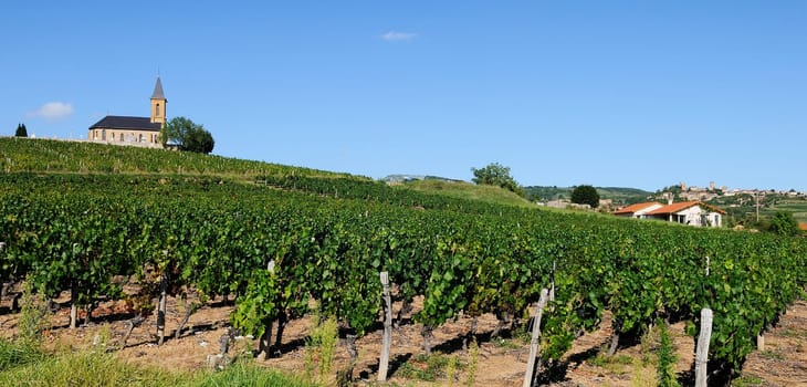 French vineyads in Beaujolais, near Oingt village