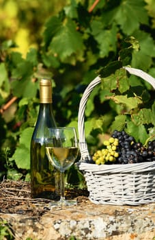 glass and bottle of wine and grappes in basket