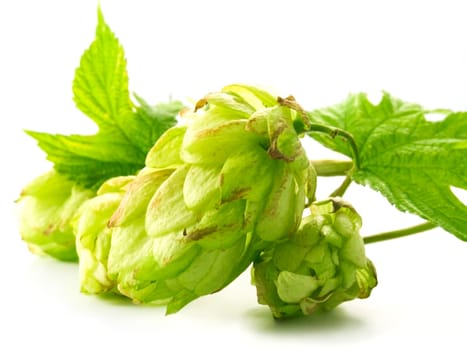 close-up of fresh, green hop isolated on white background