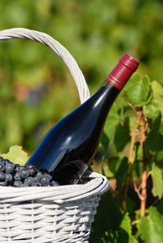Bottle of red wine and grapes in basket