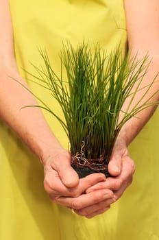 Senior woman&#039 s hands holding a plant