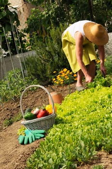 garden situation with senior woman and basket of vegetables