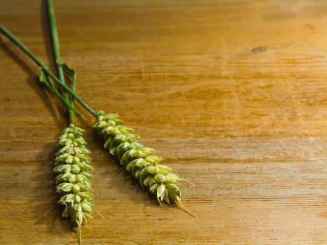 close-up of fresh green ears on the table