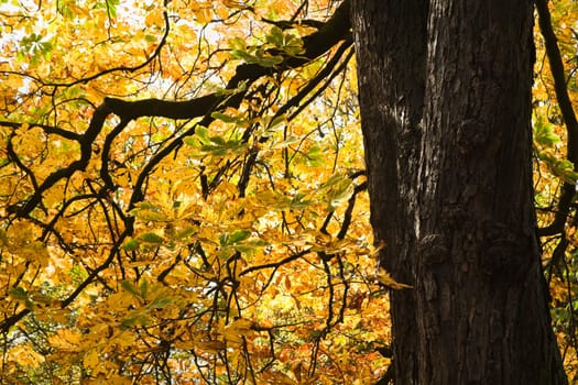 Sunlight shining through yellow leaves of Castagnea or Chestnut in autumn