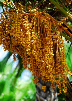 date palm