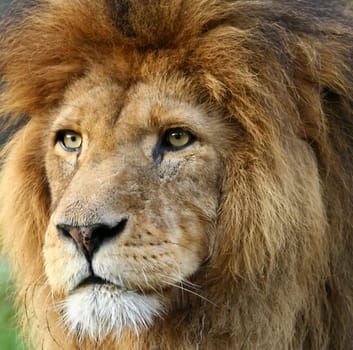 LionPortrait